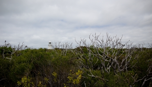 Green scrub vegetation with lighthouse in the background on a cloudy day