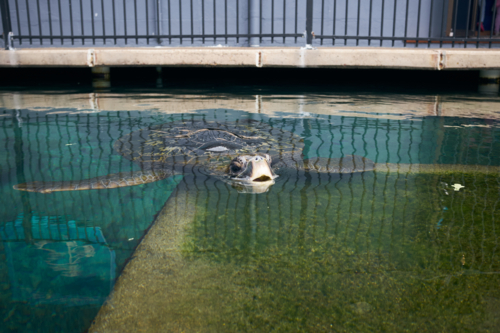 Green sea turtle - Australian Stock Image