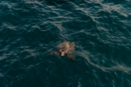 green sea turtle coming up for air near K'gari - Australian Stock Image