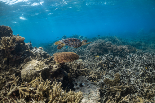 Green sea turtle swimming on the Great Barrier Reef - Australian Stock Image