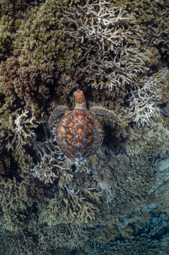 Green sea turtle swimming on the Great Barrier Reef from above - Australian Stock Image