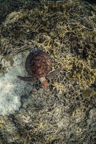 Green sea turtle swimming on the Great Barrier Reef from above - Australian Stock Image