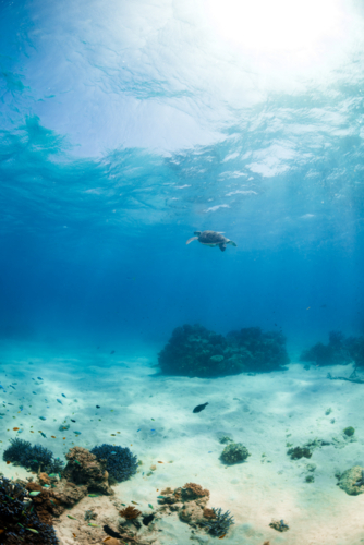 Green sea turtle swimming underwater on the Great Barrier Reef - Australian Stock Image