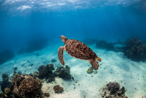 Green sea turtle swimming underwater on the Great Barrier Reef - Australian Stock Image
