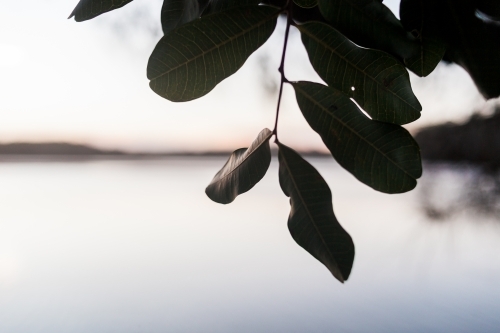 Green, silhouetted, textured leaves of a tree hang above a smooth, blurred, white lake at sunset.