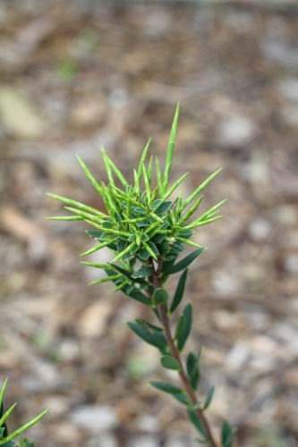 Green spikes at end of branch - Australian Stock Image