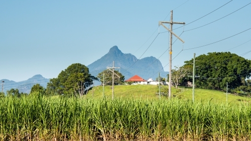 Green sugarcane field in front of distant Mount Warning mountain range. - Australian Stock Image
