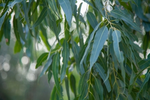 Green texture of gum leaves - Australian Stock Image