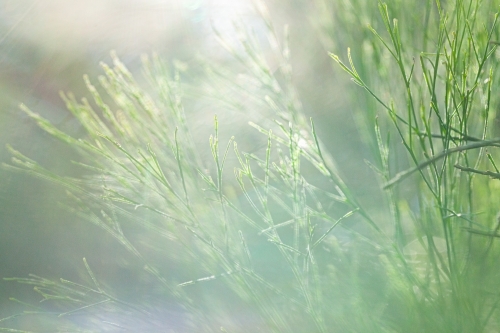 Green texture of pine needles - Australian Stock Image