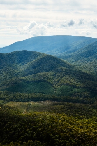 green tree covered mountain range