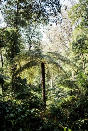 Green tree fern in a rainforest - Australian Stock Image