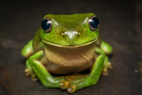 Green tree frog - Australian Stock Image
