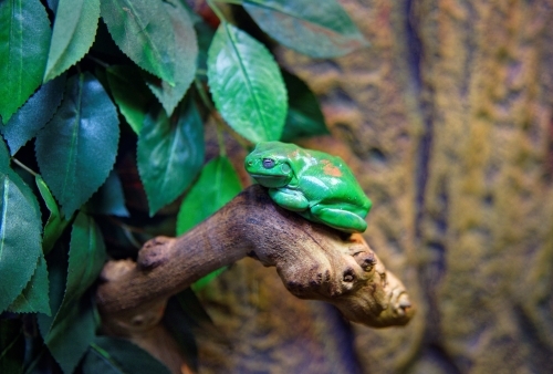 Green Tree Frog, Litoria caerulea, adult sitting on a branch