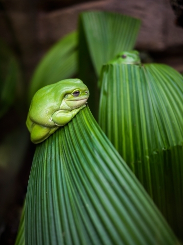 Green tree frog on leaf