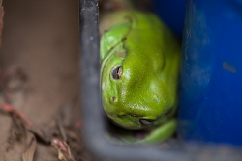 Green tree frog sitting in a plastic container