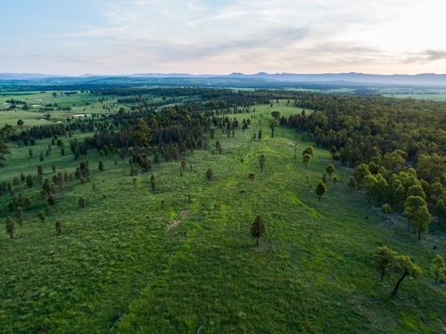 Green trees and grass in farm paddock - Australian Stock Image