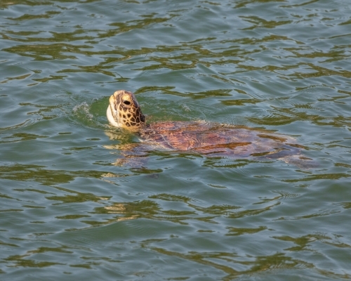 Green Turtle (Chelonia mydas) coming up for a breath of air; listed as "Vulnerable" in NSW - Australian Stock Image