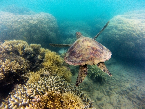 Green turtle swimming in a coral reef - Australian Stock Image
