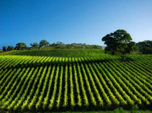 green vineyard rows stretching across rolling hills under a clear blue sky - Australian Stock Image