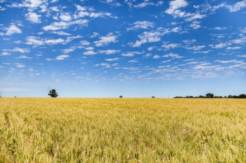 Green wheat crop in a sunlit grain paddock - Australian Stock Image