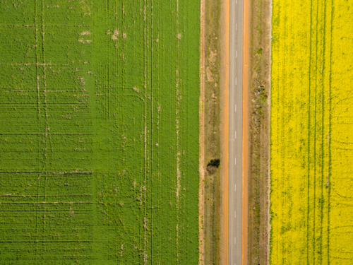 Green Wheat Field And Yellow Canola Field Separated By Farm Road - Australian Stock Image
