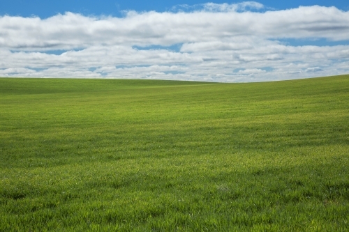 Green wheatfield with blue sky and cloud pattern - Australian Stock Image