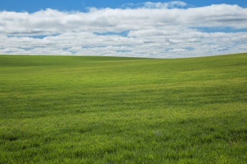 Green wheatfield with blue sky and cloud pattern