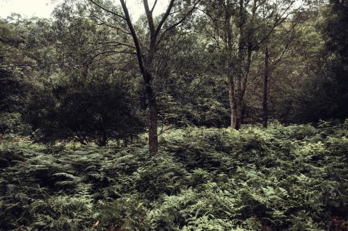 Greenery of the bush - Australian Stock Image