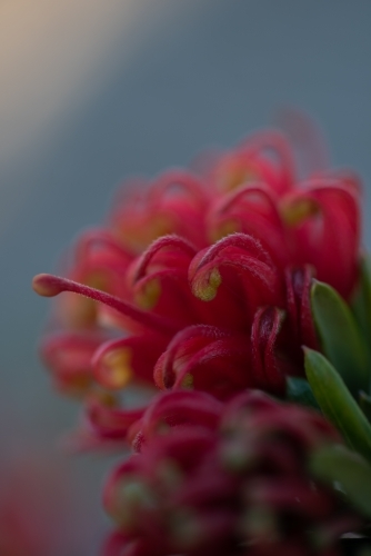 Grevillea - Australian Stock Image