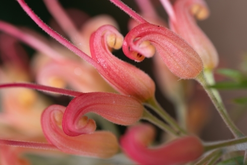 Grevillea - Australian Stock Image