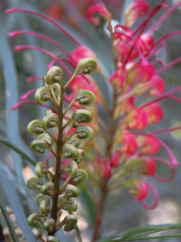 Grevillea bud spike with open flower in the background - Australian Stock Image