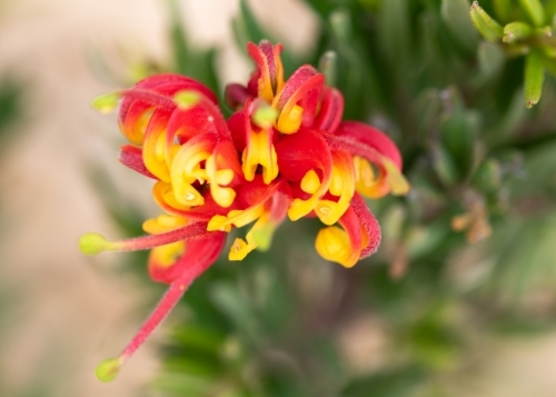 Grevillea close up - Australian Stock Image