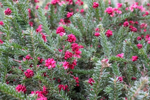 grevillea ground cover with pink flower - Australian Stock Image