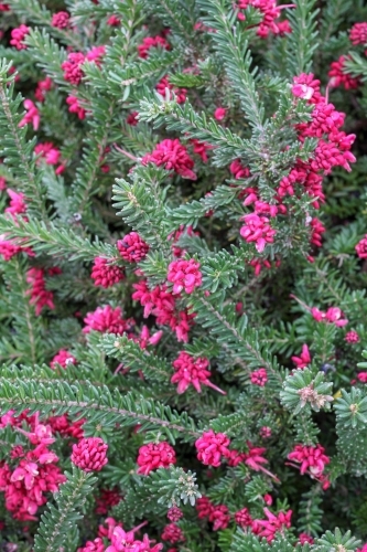 Grevillea lanigera in flower - Australian Stock Image