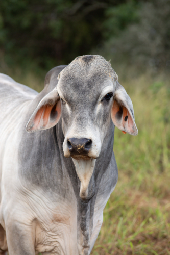 Grey Brahman Cow - Australian Stock Image