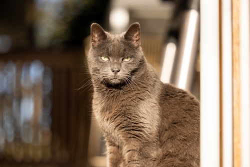 Grey British Shorthair cat sitting in the sunshine at the top of a flight of stairs - Australian Stock Image