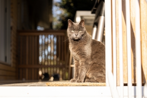 Grey British Shorthair cat sitting in the sunshine at the top of a flight of stairs - Australian Stock Image
