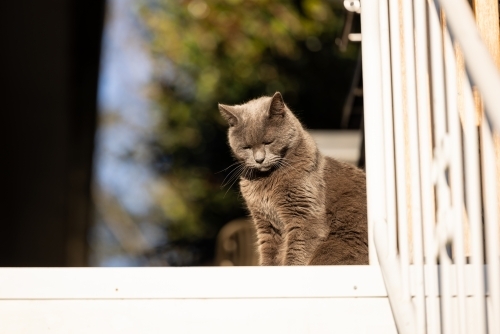 Grey British Shorthair cat sitting in the sunshine at the top of a flight of stairs - Australian Stock Image