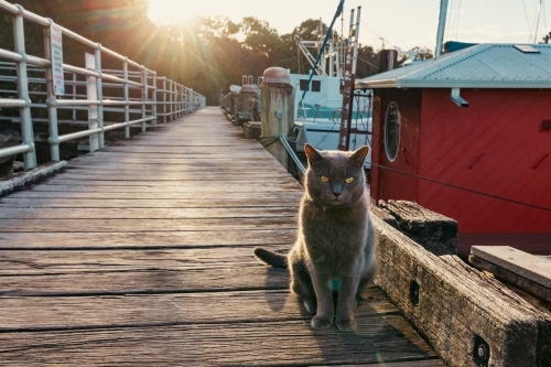Grey British Shorthair cat sitting on jetty at marina - Australian Stock Image