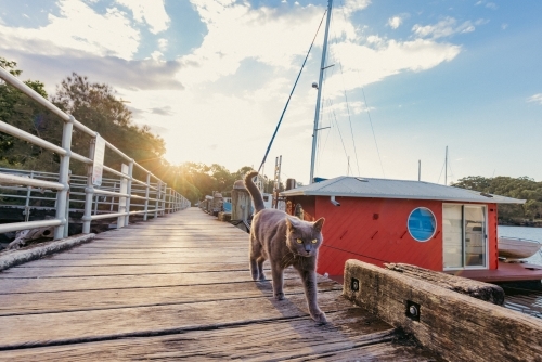 Grey British Shorthair cat walking on jetty at marina - Australian Stock Image