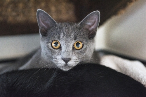 Grey cat staring at camera - Australian Stock Image