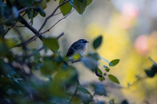 Grey fantail bird sitting in bush - Australian Stock Image