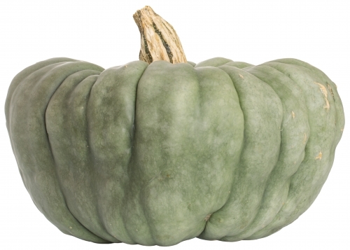 Grey-green pumpkin on white background - Australian Stock Image