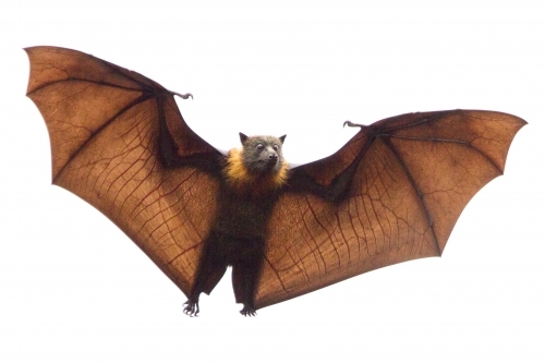 Grey Headed Flying Fox - Australian Stock Image