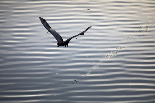 Grey-headed Flying Fox - Australian Stock Image
