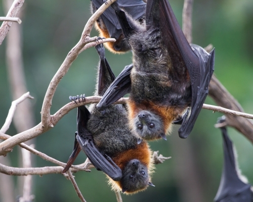 Grey Headed Flying Foxes