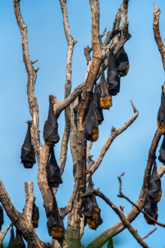 Grey Headed Flying Foxes roosting in a bare tree - Australian Stock Image