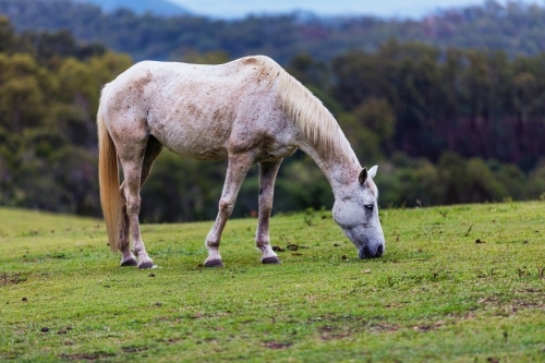 Grey horse in green paddock - Australian Stock Image