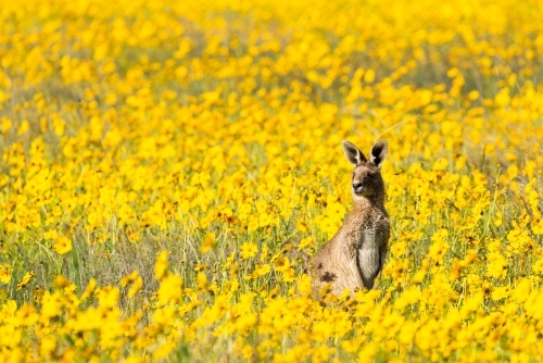 Grey Kangaroo in amongst a field of yellow flowers - Australian Stock Image