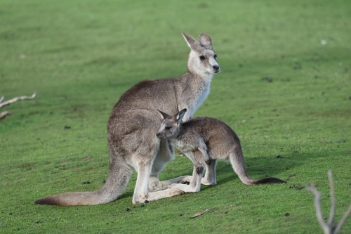 Grey Kangaroos - Australian Stock Image